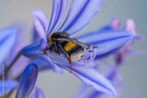 Hummel schläft in der Blume
