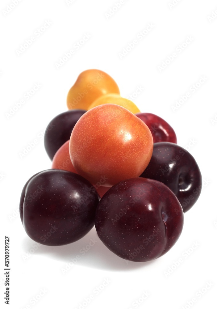 Red and Yellow Plums, Fruits against White Background Red and Yellow Plums, Fruits against White Background