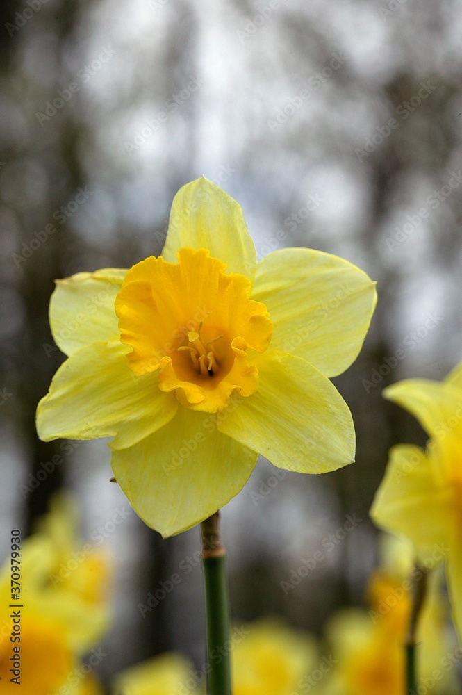 Daffodil Flowers, narcissus pseudonarcissus Daffodil Flowers, narcissus pseudonarcissus