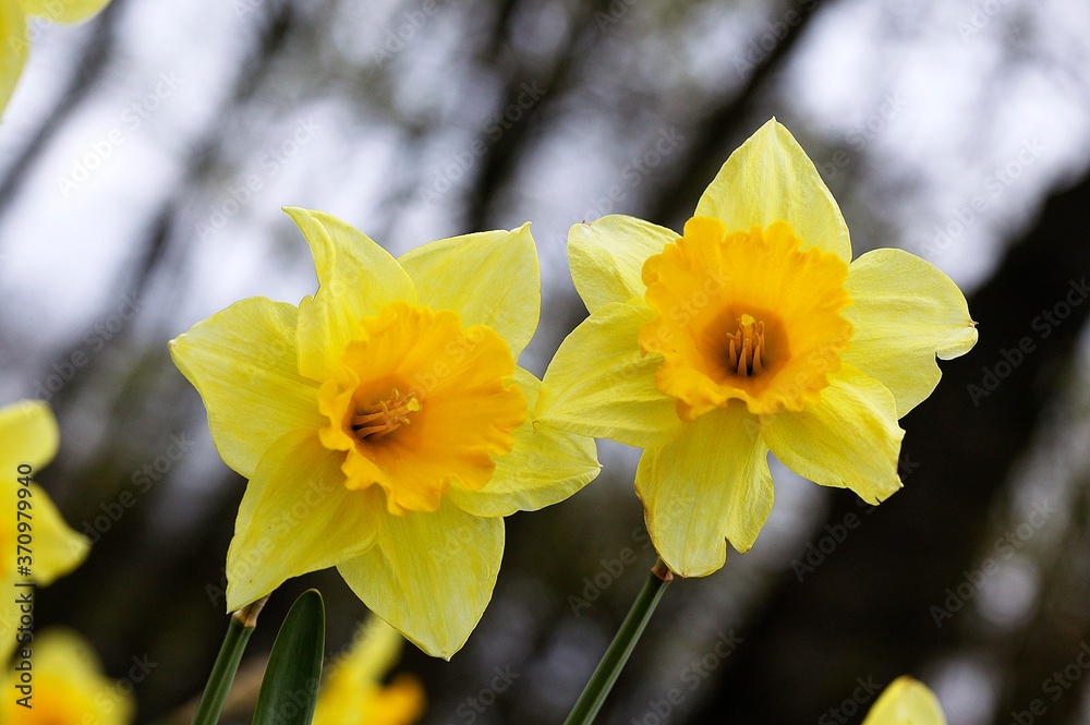 Daffodil Flowers, narcissus pseudonarcissus Daffodil Flowers, narcissus pseudonarcissus