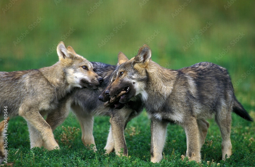 European Wolf, canis lupus, Pups playing European Wolf, canis lupus, Pups playing