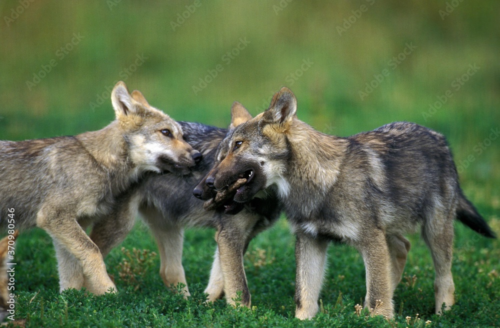 European Wolf, canis lupus, Pups playing