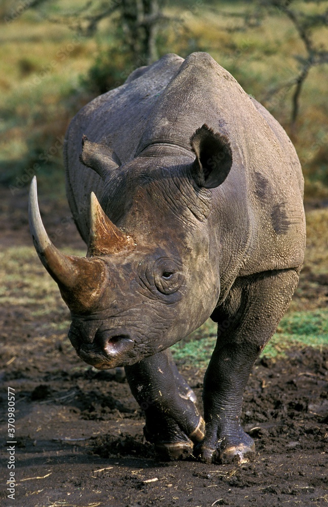 Obraz premium Black Rhinoceros, diceros bicornis, Nakuru Park in Kenya