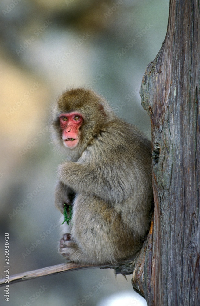 Japanese Macaque, macaca fuscata, Adult standing on Branch, Hokkaido Island in Japan Japanese Macaque, macaca fuscata, Adult standing on Branch, Hokkaido Island in Japan