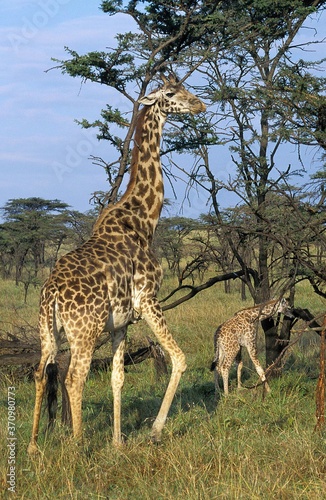 Masai Giraffe  giraffa camelopardalis tippelskirchi  Mother with Calf  Masai Mara Park in Kenya