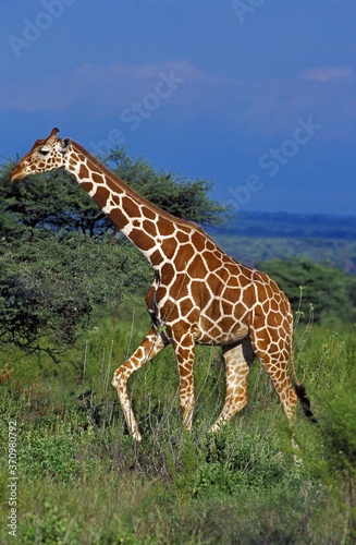 Reticulated Giraffe  giraffa camelopardalis reticulata  Samburu Park in Kenya