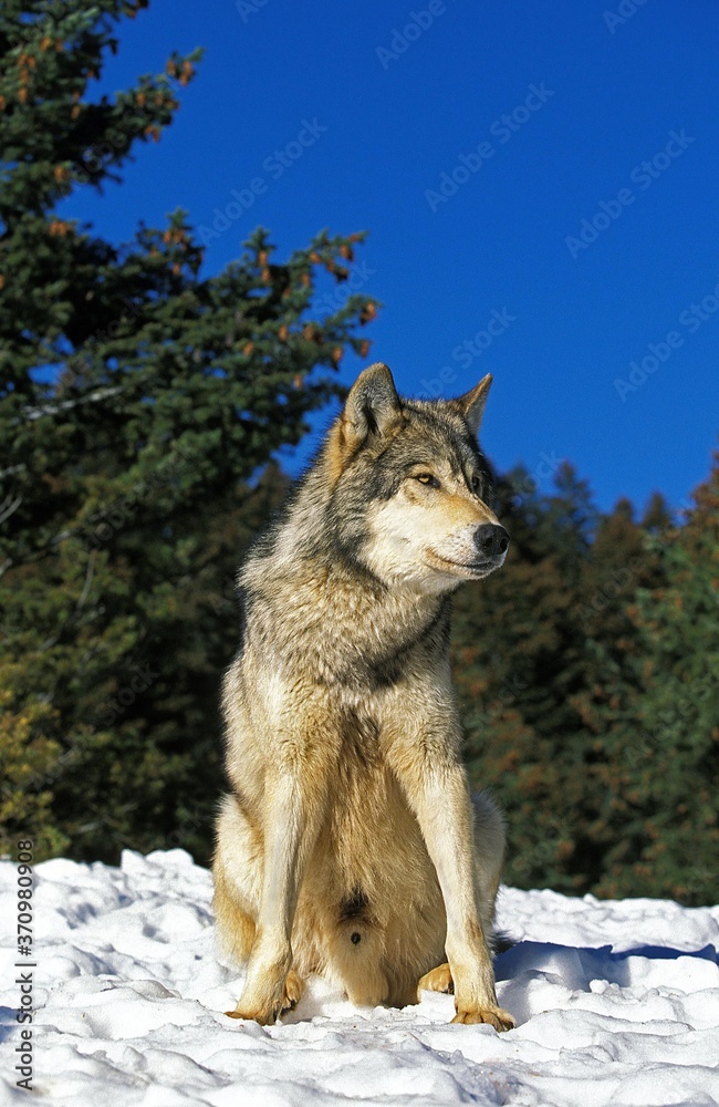 Fototapeta premium North American Grey Wolf, canis lupus occidentalis, Male sitting on Snow, Canada