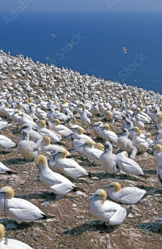Northern Gannet  sula bassana  Nesting Colony  Bonaventure Island in Quebec  Canada