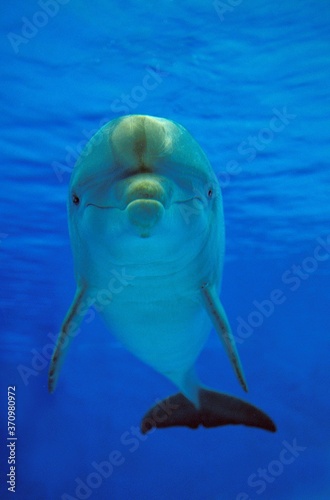 Bottlenose Dolphin, tursiops truncatus, Adult
