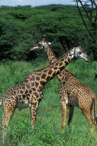 Masai Giraffe  giraffa camelopardalis tippelskirchi  Masai Mara Park in Kenya