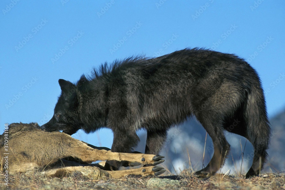 Naklejka premium Mackenzie Valley Wolf, canis lupus mackenzii, Adult with a Kill, a Carcass of Wapiti, Canada