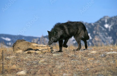 Mackenzie Valley Wolf  canis lupus mackenzii  Adult with a Kill  a Carcass of Wapiti  Canada