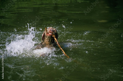 Fototapeta Naklejka Na Ścianę i Meble -  Weimar Pointer Dog, Adult playing in Water