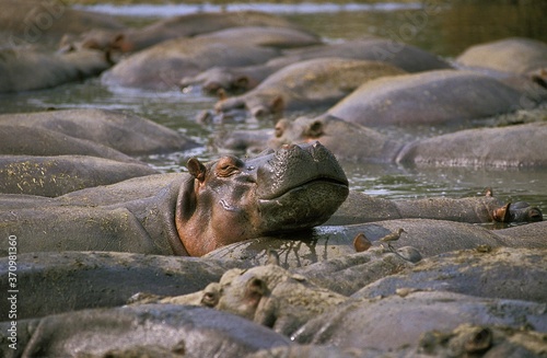 Hippopotamus, hippopotamus amphibius, Large Group at Virunga Park in Congo