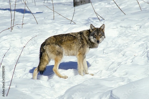 European Wolf  canis lupus  Adult standing on Snow