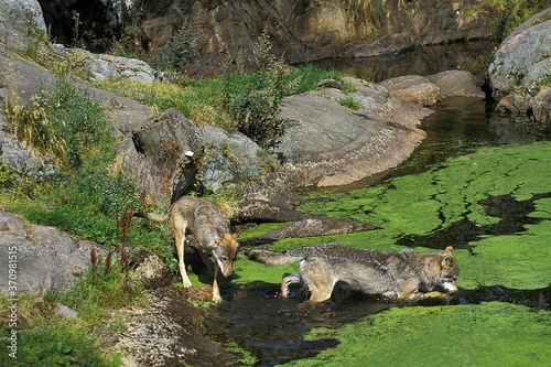 European Wolf  canis lupus  Adults entering Water