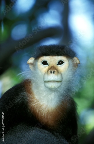 Douc Monkey, pygathrix nemaeus, Portrait of Adult photo
