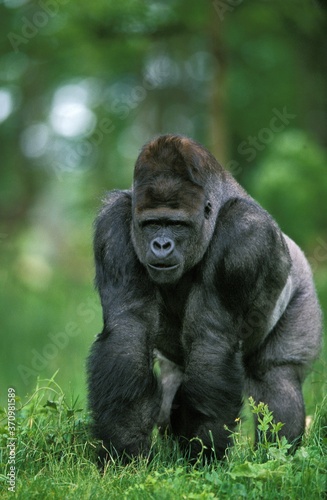 Eastern Lowland Gorilla  gorilla gorilla graueri  Silverback Male