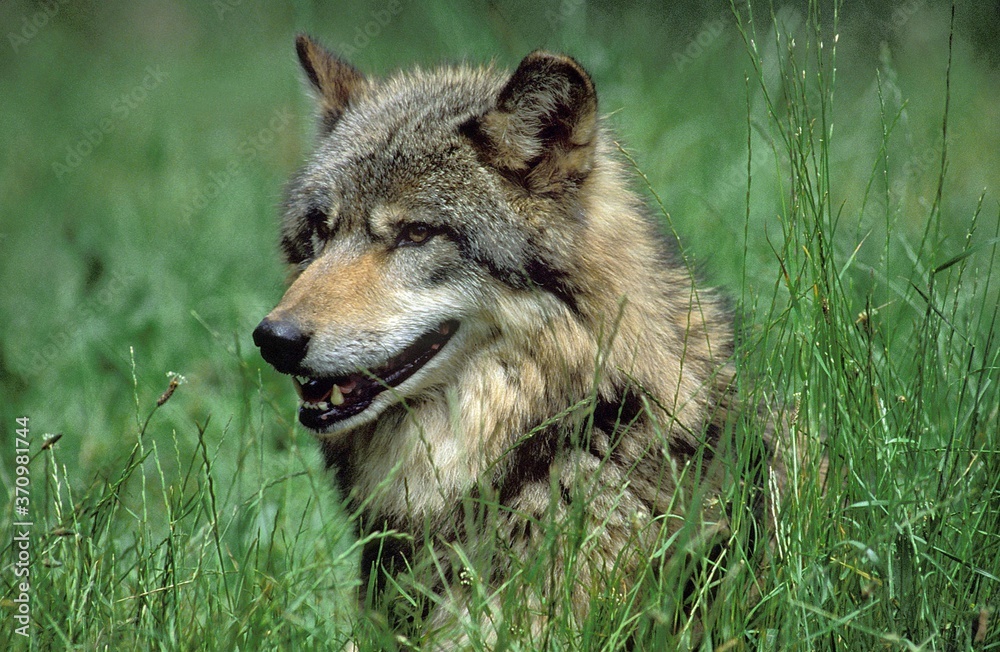 European Wolf, canis lupus, Head of Adult emerging from Long Grass European Wolf, canis lupus, Head of Adult emerging from Long Grass