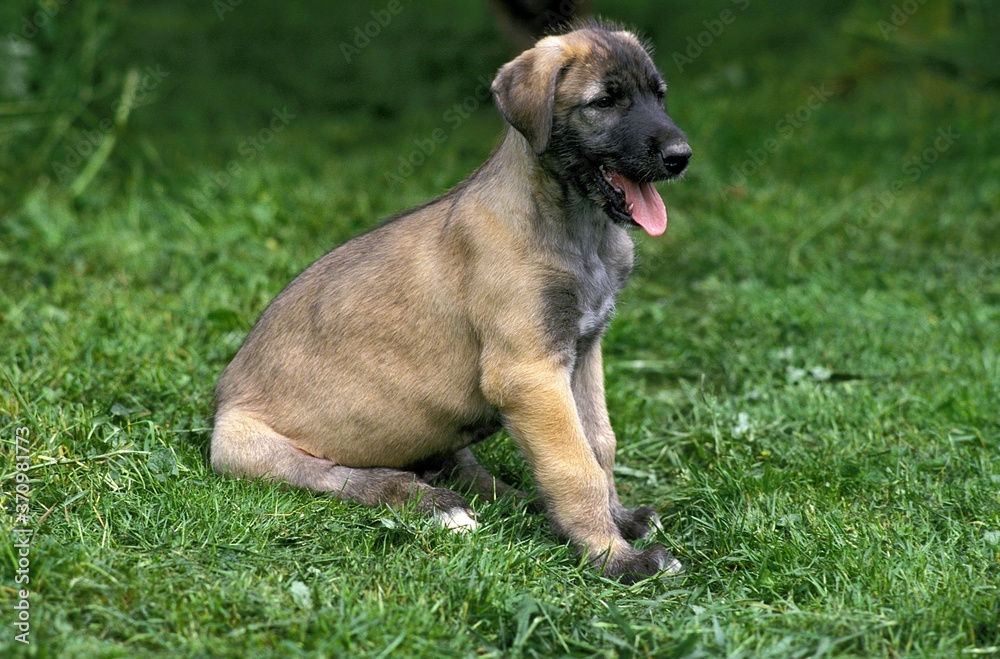 Irish Wolfhound, Pup sitting on Grass Irish Wolfhound, Pup sitting on Grass