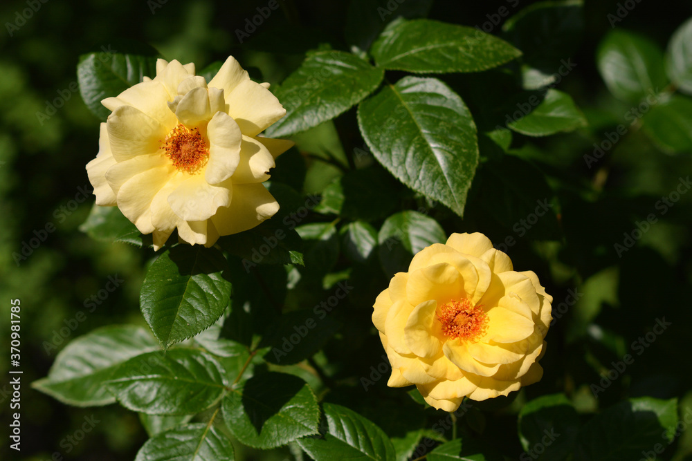 yellow rose on green background yellow rose on green background