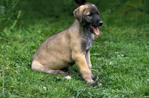 Irish Wolfhound, Pup sitting on Grass