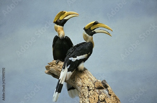 Great Hornbill, buceros bicornis, Pair standing on Branch photo