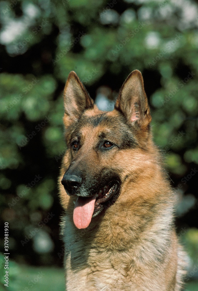 German Shepherd Dog, Portrait of Adult with Tongue out German Shepherd Dog, Portrait of Adult with Tongue out