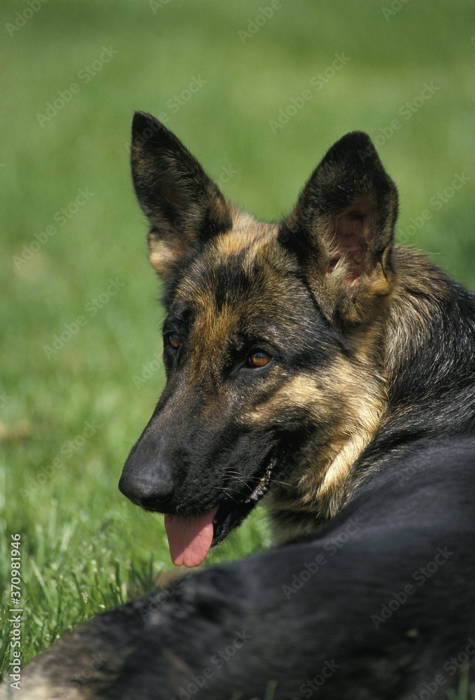 German Shepherd Dog, Portrait of Adult German Shepherd Dog, Portrait of Adult
