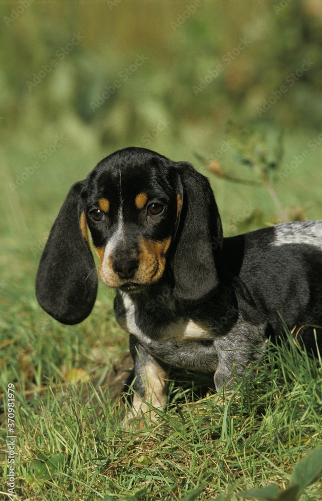 Gascony Blue Basset or Basset Bleu de Gascogne, Chiot standing on Grass Gascony Blue Basset or Basset Bleu de Gascogne, Chiot standing on Grass