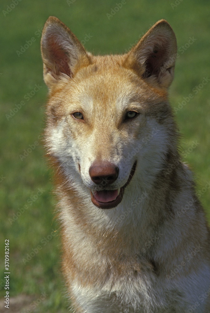Saarloos Wolfhound, a Dog Breed from Netherlands Saarloos Wolfhound, a Dog Breed from Netherlands