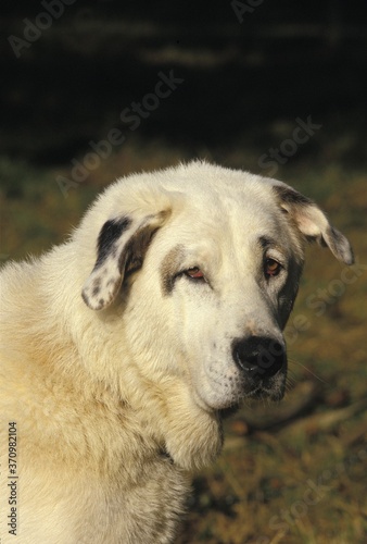 Anatolian Shepherd Dog, Portrait of Adult © slowmotiongli