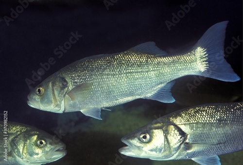Sea Bass, dicentrarchus labrax photo