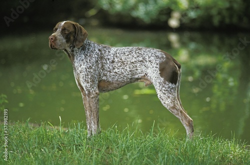 French Pointing Dog, Male