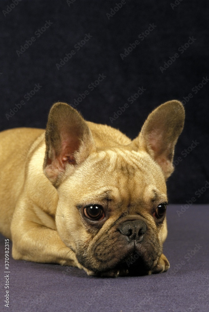 French Bulldog, Portrait of Sad Dog