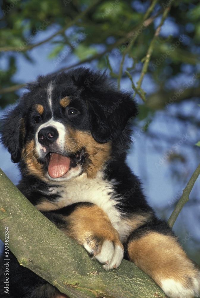 Bernese Mountain Dog, Pup standing on Branch Bernese Mountain Dog, Pup standing on Branch