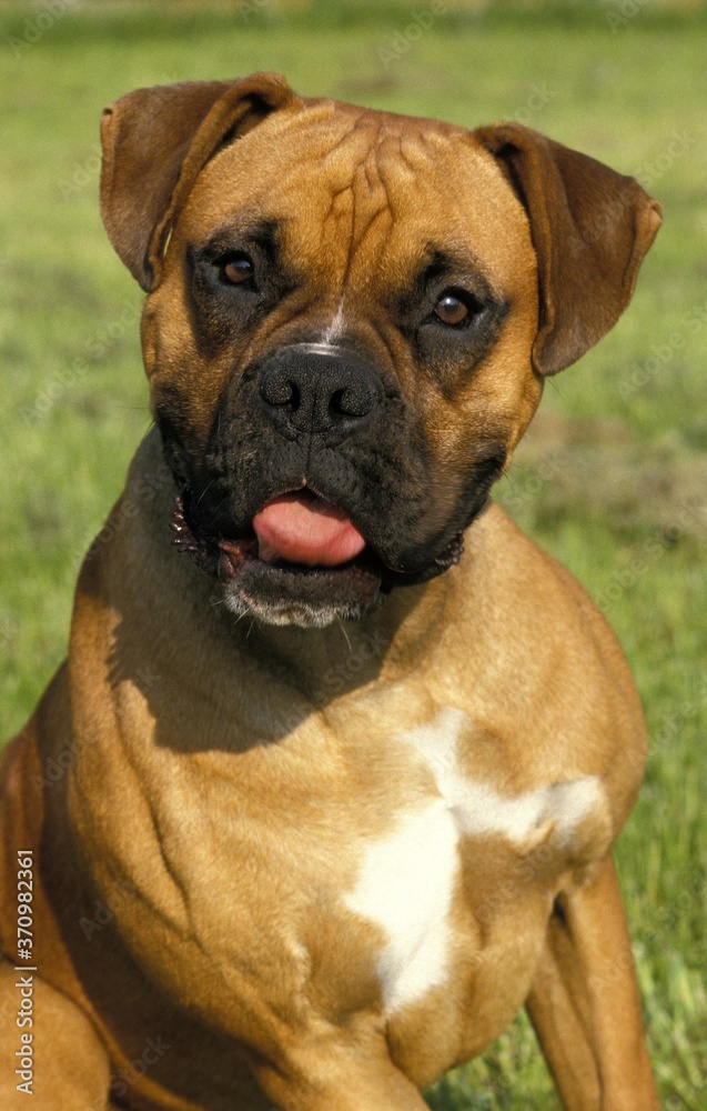 Boxer Dog, Portrait