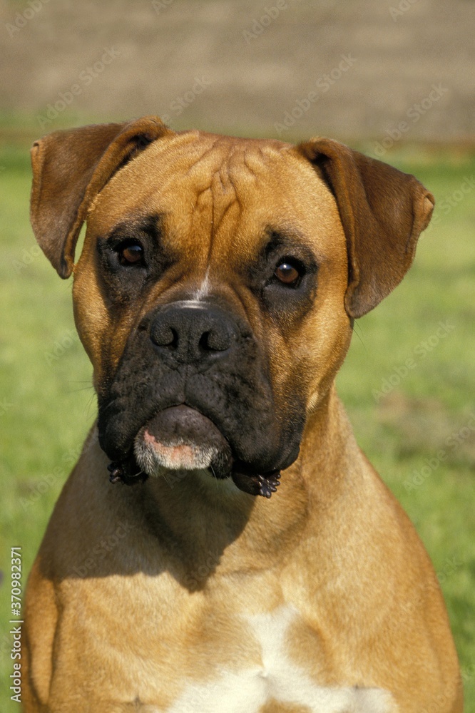 Boxer Dog, Portrait