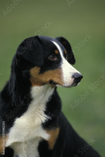 Appenzell Mountain Dog, Portrait of Adult © slowmotiongli