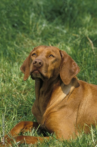Hungarian Pointer or Vizsla Dog, Adult standing on Grass