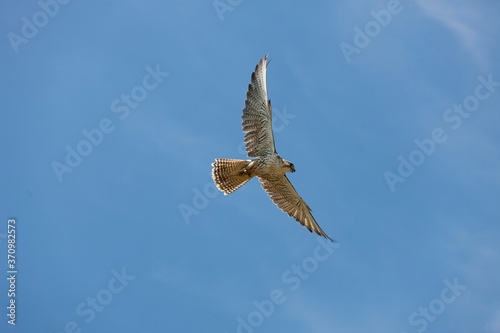 Saker Falcon  falco cherrug  Adult in Flight against Blue Sky