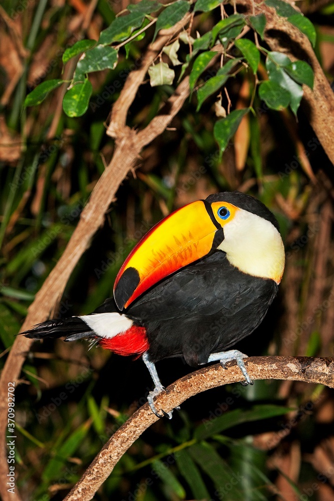 Toco Toucan, ramphastos toco, Adult standing on Branch Toco Toucan, ramphastos toco, Adult standing on Branch