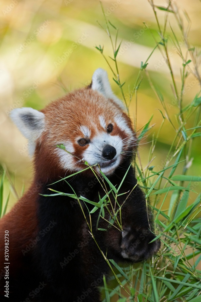 Obraz premium Red Panda, ailurus fulgens, Adult eating Bamboo's Leaves