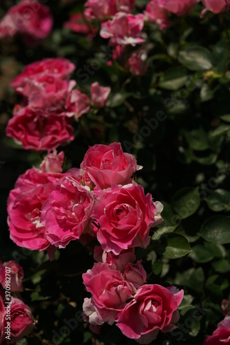 Pink Flower of Rose  Carefree Wonder  in Full Bloom 