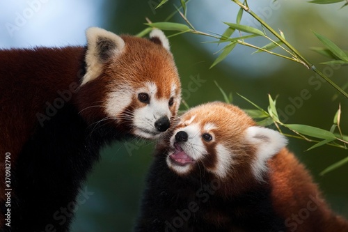 Red Panda, ailurus fulgens, Adults photo