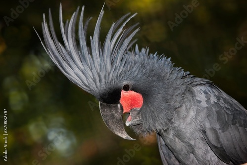 Palm Cockatoo, probosciger aterrimus, Adult with Crest raised
