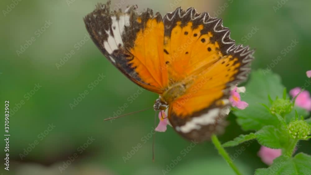 Macro close up shot of pretty butterfly sitting on flower, enjoying the nature Macro close up shot of pretty butterfly sitting on flower, enjoying the nature