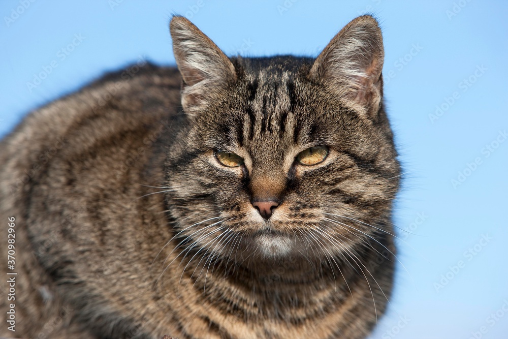 Brown Tabby Domestic Cat, Portrait of Female, Normandy