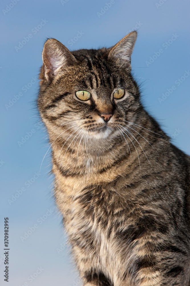 Brown Tabby Domestic Cat, Portrait of Female, Normandy