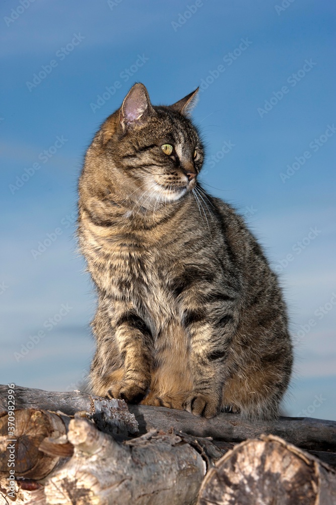 Brown Tabby Domestic Cat, Female standing on Stack of Wood, Normandy Brown Tabby Domestic Cat, Female standing on Stack of Wood, Normandy